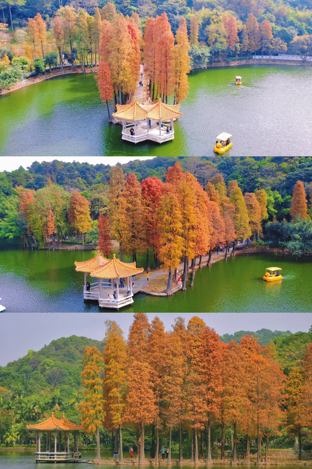 趣游周末丨佛山落羽杉地图！解锁色彩斑斓的绝美秋天！