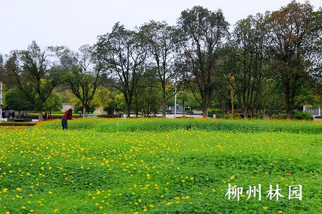 柳州市雀儿山公园硫华菊花海即将盛放