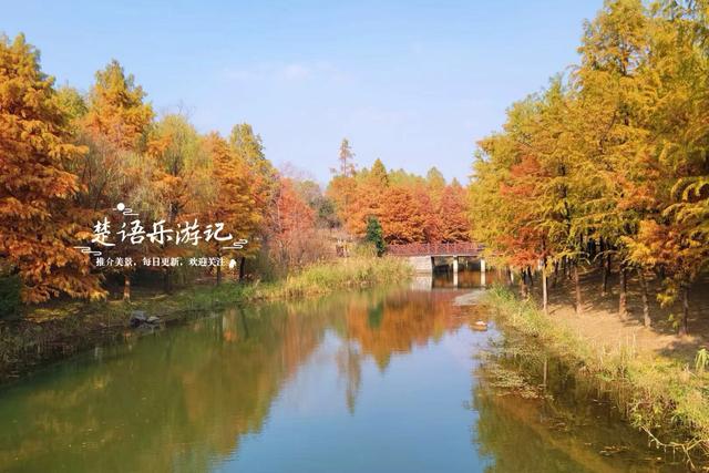 浙江宁波这个森林公园又火了，银杏林成为打卡胜地，水杉林更美丽