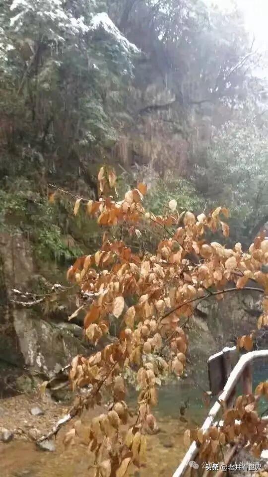 雨雪龙须禅寺 || 胡成江