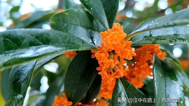 秋雨落汉中，桂香漫全城（最佳赏桂打卡点推荐）
