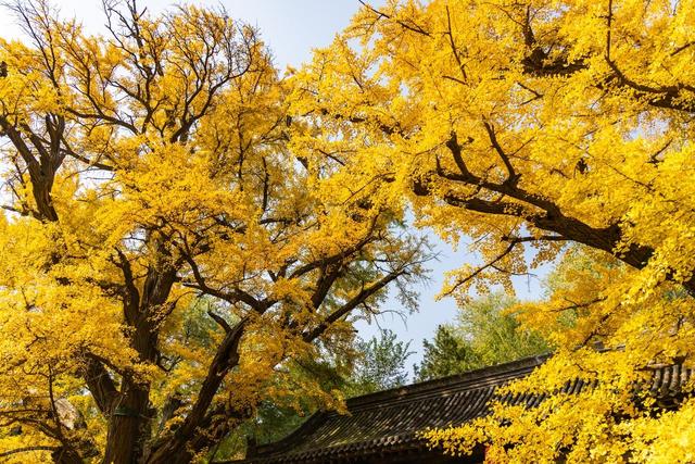 高清大图带你领略晋祠的秋