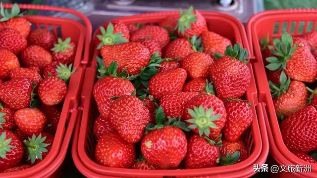 冬日“甜妹”C位出道!新洲草莓采摘指南来啦~