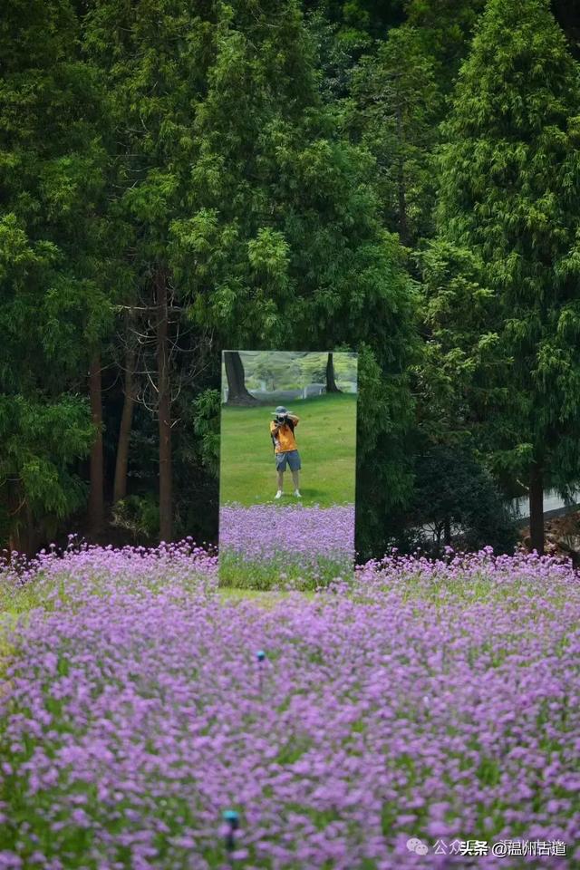 不要门票：九月温州这片醉美的紫色花海，你去过吗？