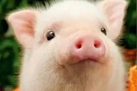 黑龙江一老人喂猪时突发中风晕倒 惨遭家猪咬掉下体图片