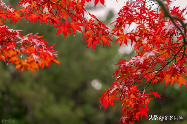 楚雄紫溪山：一棵叫“撑腰”的老树，用六百多年接住了凡人的期待