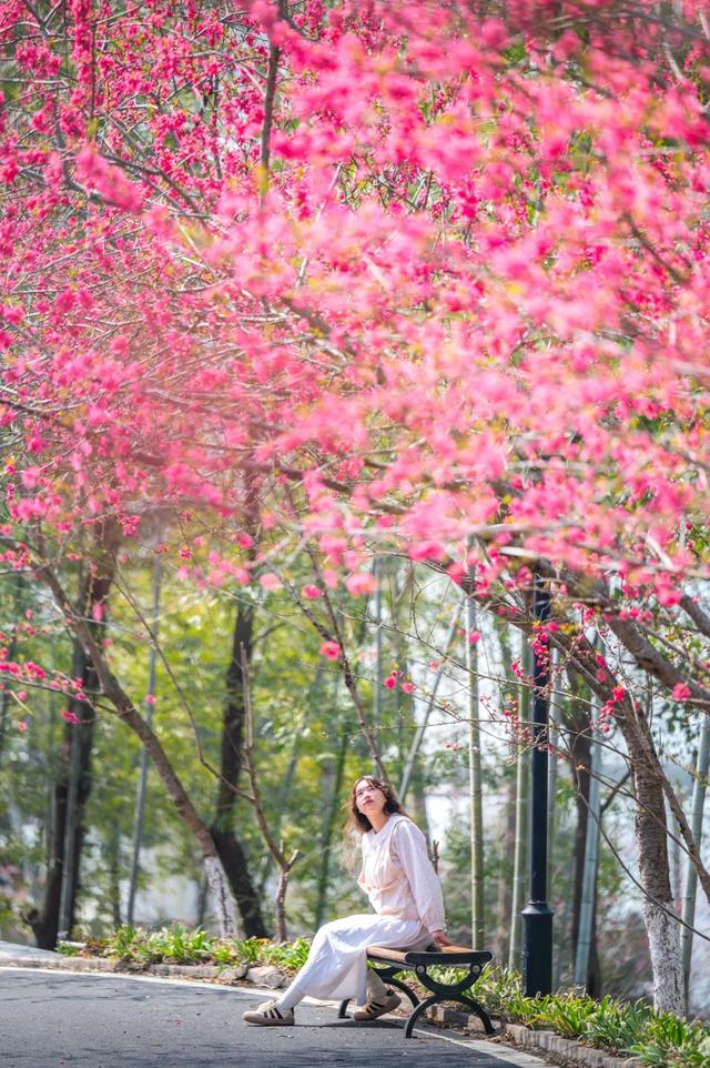 免票!专享优惠!黄陂多家景区官宣