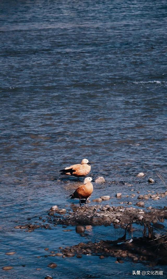 拍爽了！在拉萨的朋友，马上去这里！免费！