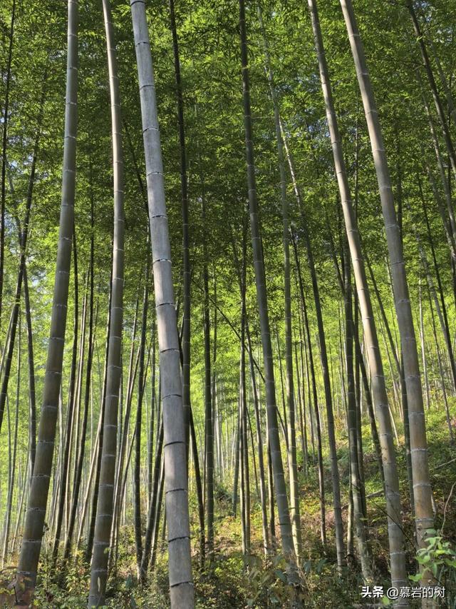 衢州老鹰石游步道，竹林里的徒步登山道
