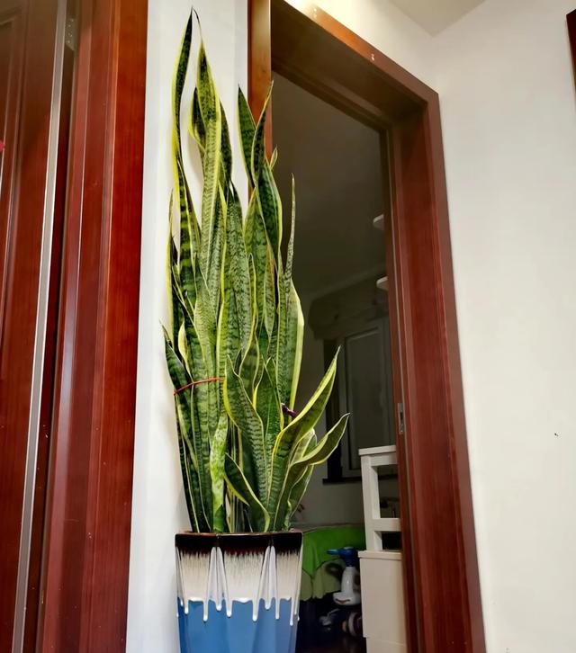 山东一大叔，因“卧室虎皮兰成树”而走红，那叫一个壮观，真治愈