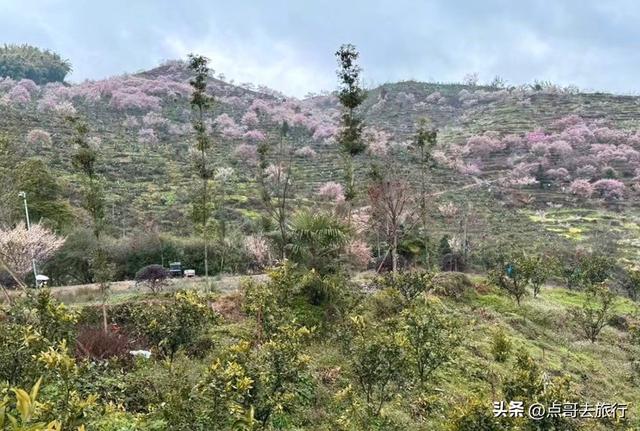 成都真正的“小林芝”盛景，被严重低估，漫山梅花，美到震撼！