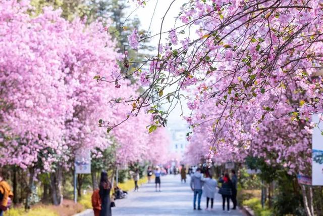 腾冲2026年度文旅活动主题发布，月月有惊喜！