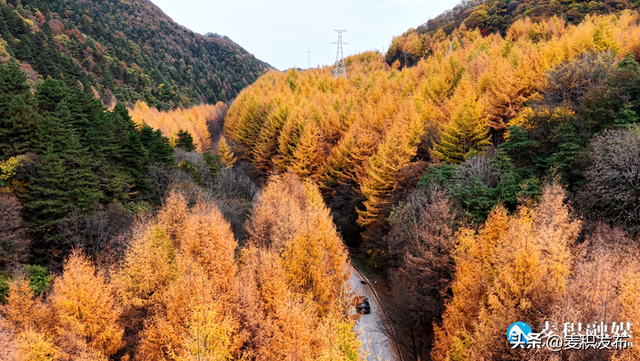 【东方微笑 多彩麦积】党川之秋：在麦积山林间，邂逅一场色彩与公路的交响