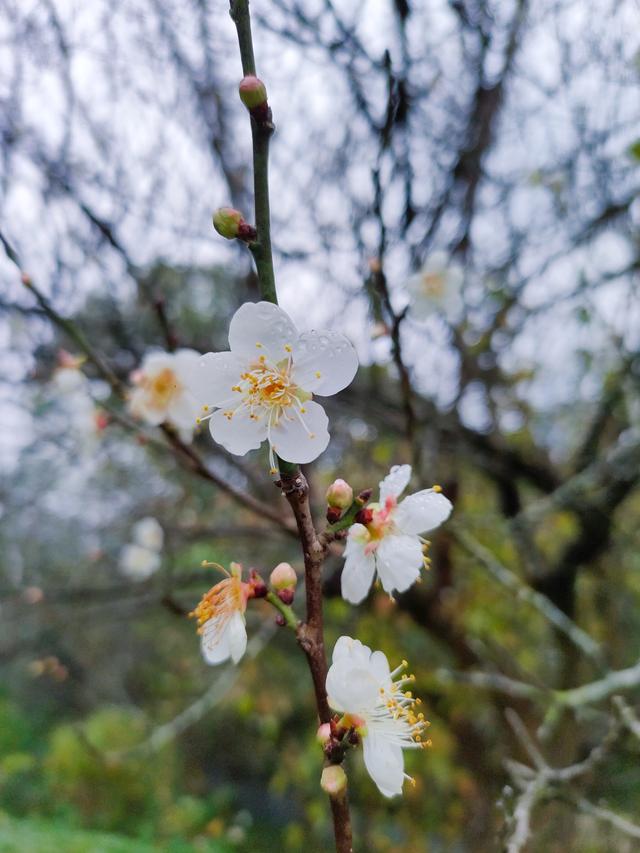 南宁石门公园梅花开成冬日限定的“雪”