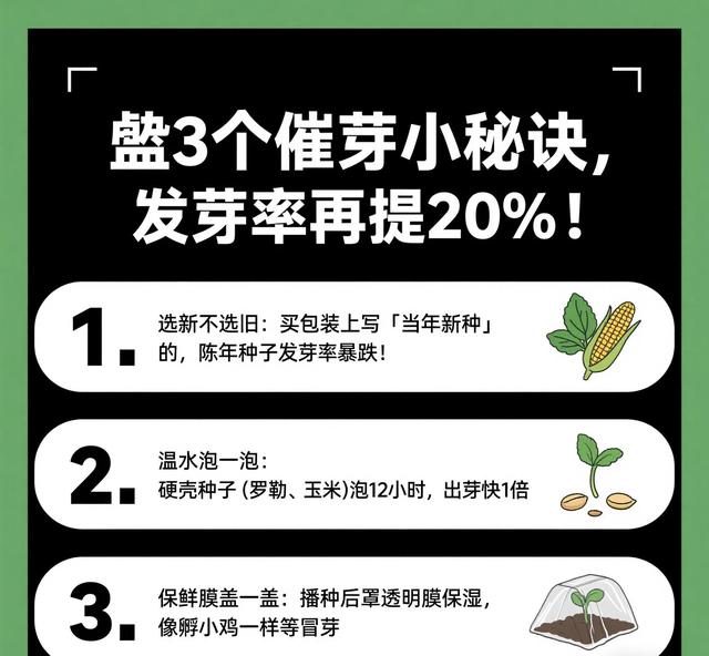 新手必囤!3类高发芽率种子清单,最快5天就能吃/看