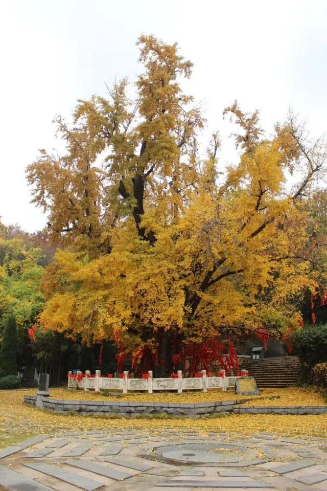 好客临沂放大招！“天赋一‘饼’”争霸赛主场开秀，景区+酒店优惠多到爆，等你来嗨！