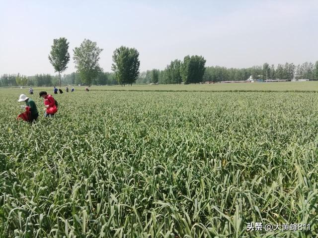 认识大美河南的每个县——第一波：中牟（mù）