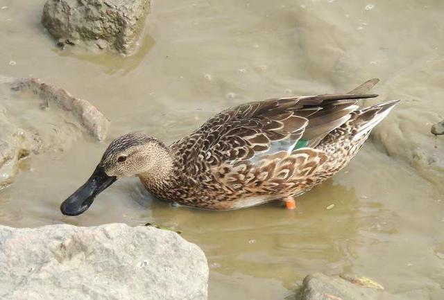 快乐的25/26深圳湾候鸟季