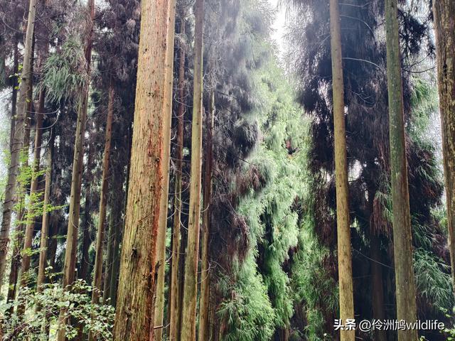 四川行(73)什邡红枫岭徒步到钟鼎寺