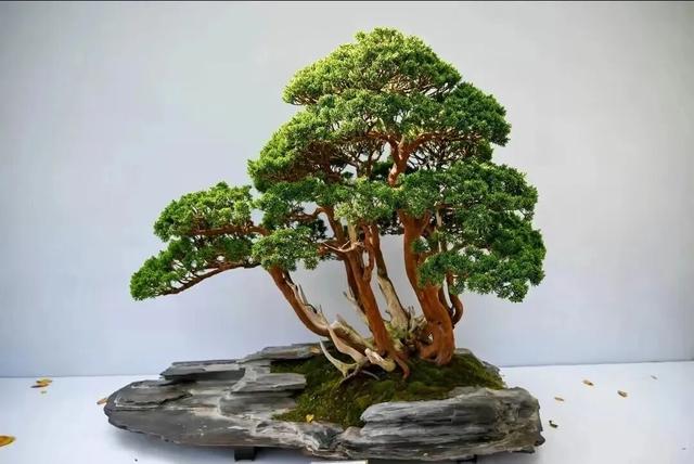 丛林盆景制作技巧｜把“微型森林”搬回家，丛林盆景这么做超简单