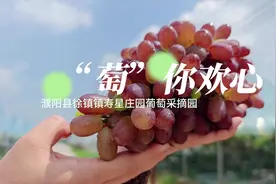 徐镇镇寿星庄园采摘游，品尝饱满圆润的葡萄，让你感受到夏天的甜蜜！图片