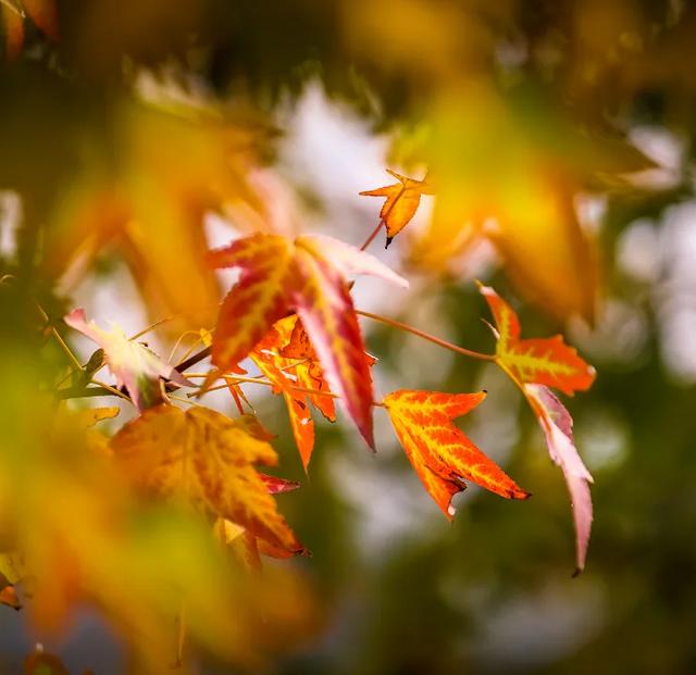 秋日限定|“落叶不扫”模式开启,44条景观道观赏指南请收藏!