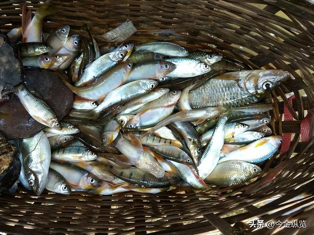 邻居相约电鱼，一人溺亡！同行者竟要赔钱？这事儿到底冤不冤？