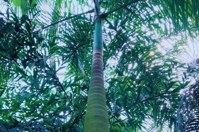 北京世界花卉大观园 四季繁花的梦幻天地