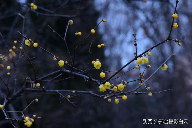 达活泉公园腊梅（美图）