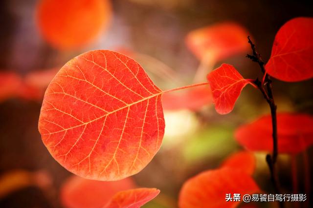 香山红叶摄影进阶：必须掌握这6个实战技巧，张张出大片成顶流