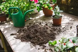 养花换下来的旧土别扔，加上5种“小东西”，不比“买的土”差图片