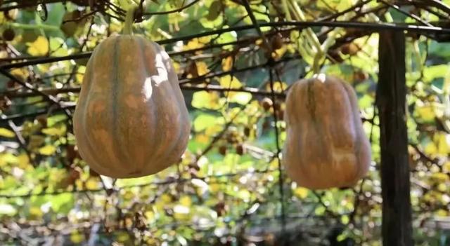 皖美秋日｜【石台深秋】一半是晒秋烟火，一半是山水诗意