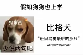 当年轻人集体“犬化”：比格犬人格为何成为当代精神解药？图片