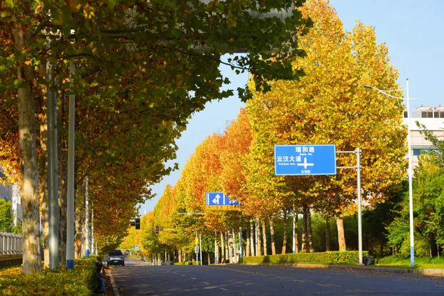 避开人群!两江新区这条梧桐大道,独享初冬金色浪漫