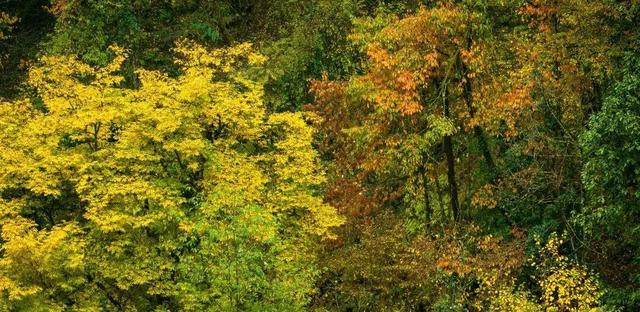 秋天还没过够？那就去乐山留住秋天！