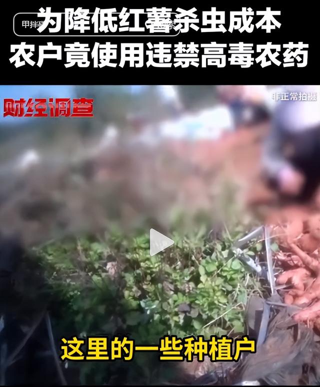 央视曝光毒红薯！商户主动投毒，流窜至全国多地	，背后利益链曝光