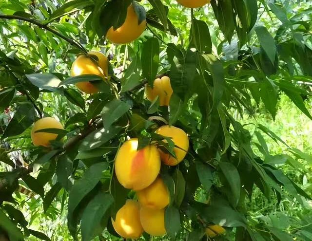 甜蜜来袭！济南这里夏日果缤纷，开启采摘狂欢！