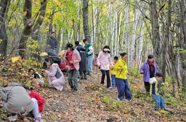 长白山第一村：赴一场秋日“参”宴