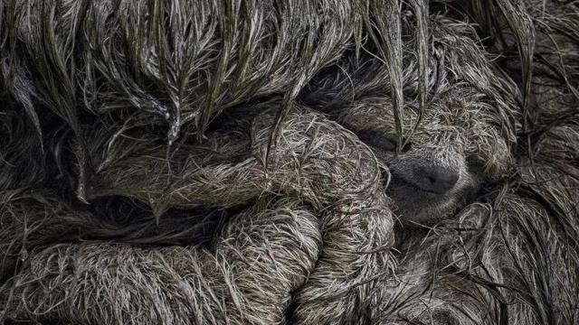 迄今世界第一大蛛网：106平米，11万只蜘蛛的家