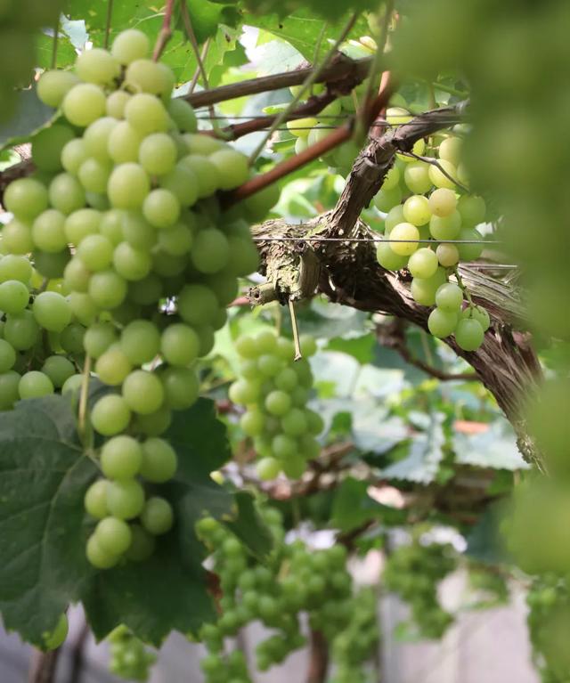郫都夏日采摘全攻略！火龙果+葡萄+小番茄，甜蜜暴击→