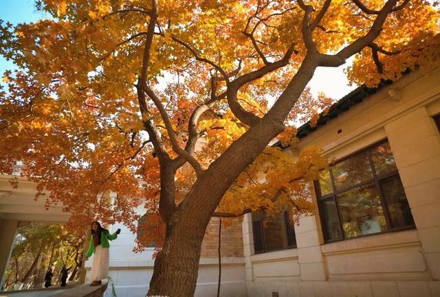 吉视界 | 金叶作毯,树影成画,南湖畔绘就北国之秋