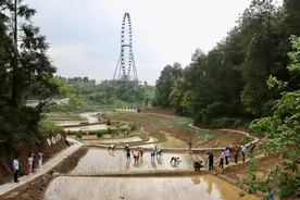 农旅融合 谷雨时节来重庆这里体验插秧种地→图片