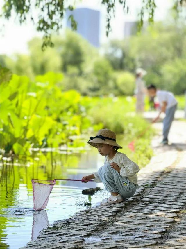 回民区：在青城公园捞一捧清凉