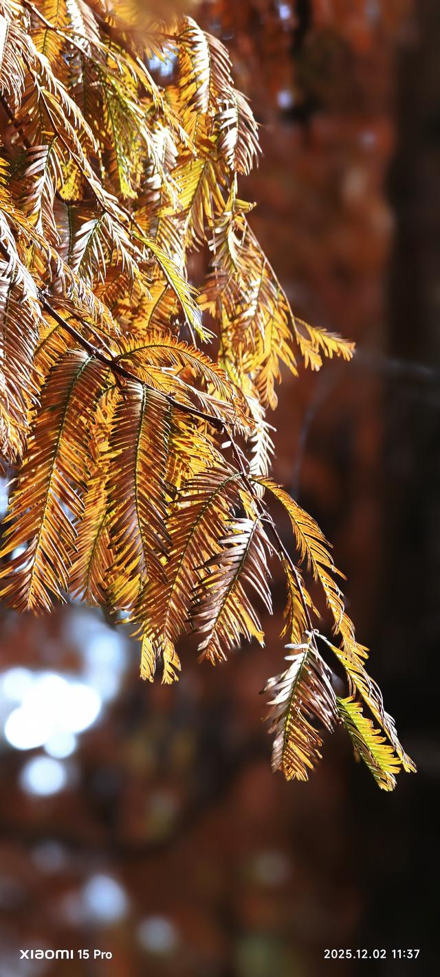 安靖蜀绣文化创意公园时下打卡好去处（手机拍一）