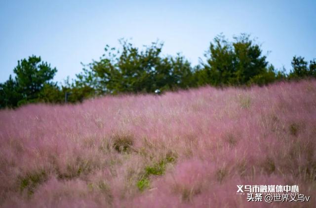 今日义乌丨义乌之秋，太仙啦