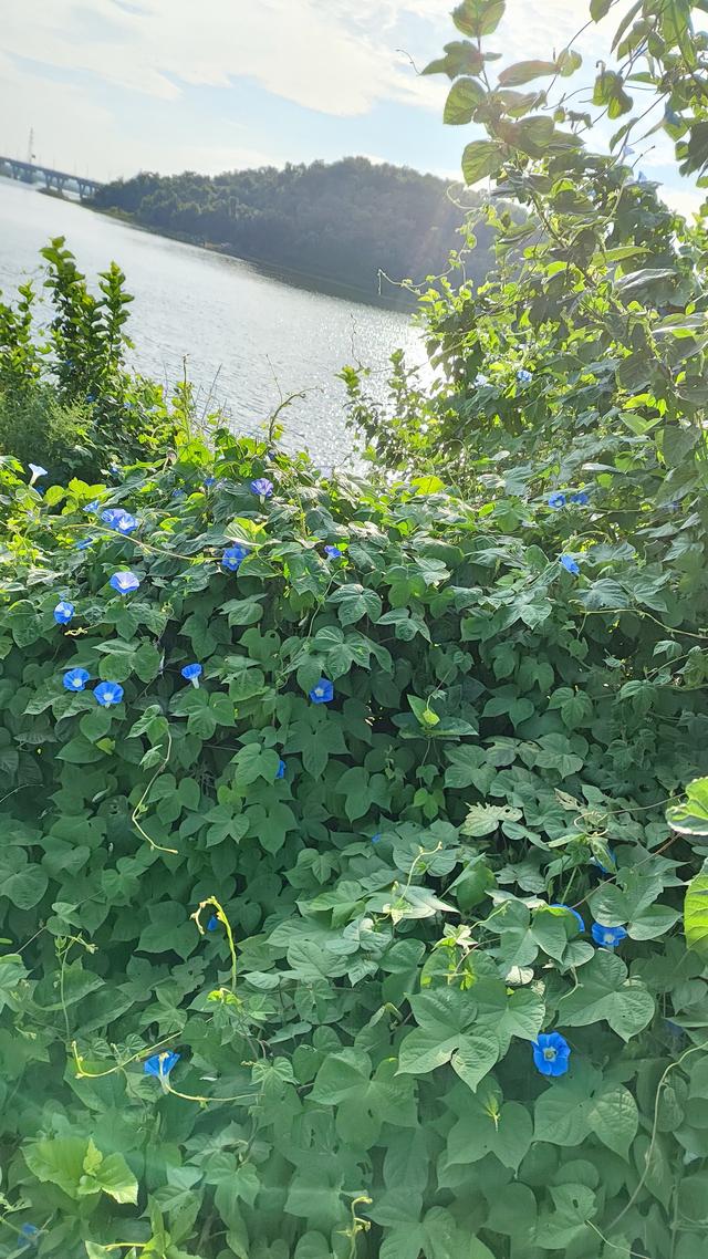 牵牛花的寓意与象征