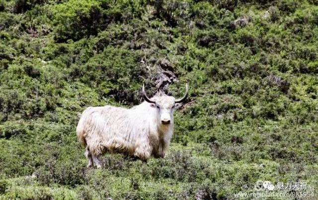 走进天祝：庄浪河畔的藏地风情画卷。