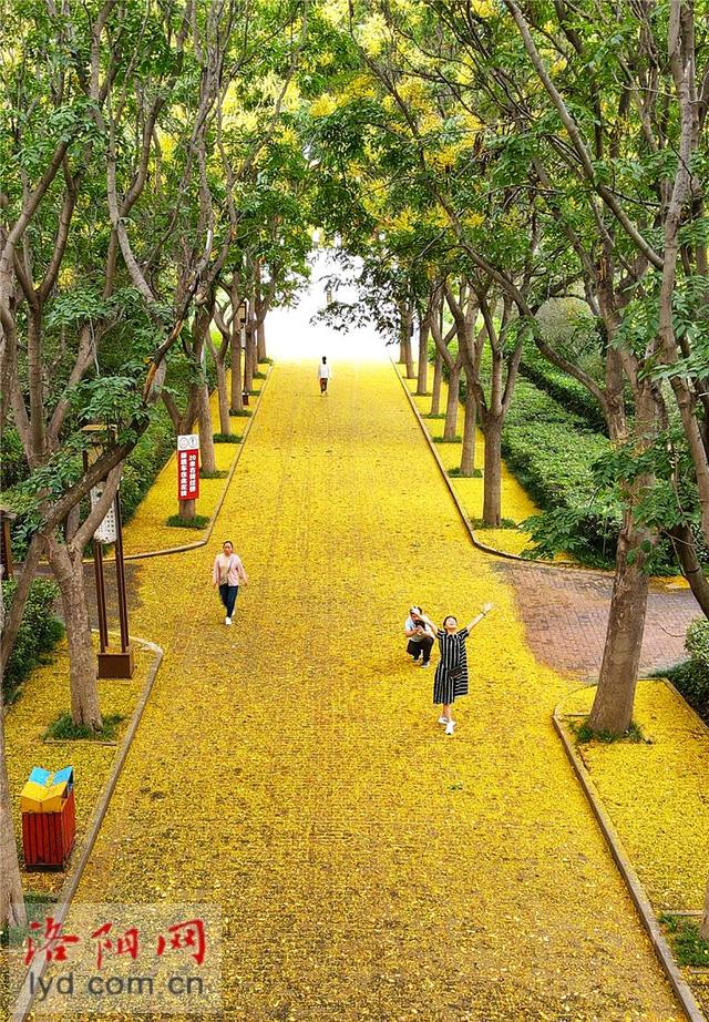 隋唐城遗址植物园：缓扫落花 留住诗意秋景