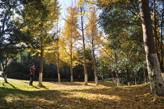 银杏拍照指南！10个出片宝藏地+3个手工教程，手把手教你出片！