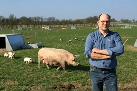 北欧人凭什么那么富？看看丹麦人是怎么养猪的，你就明白了图片